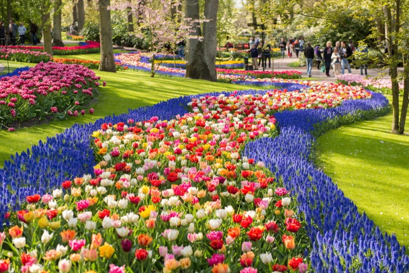 Keukenhof en de tulpenbloei